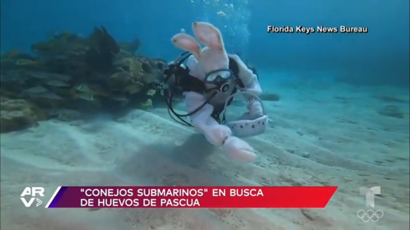 Conejos de Pascua submarinos buscan huevos bajo el agua en Florida