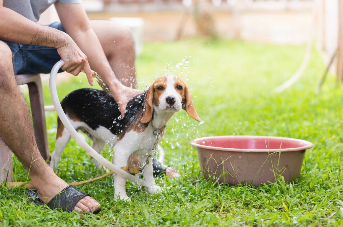 Consejos para proteger a las mascotas de los golpes de calor durante el verano