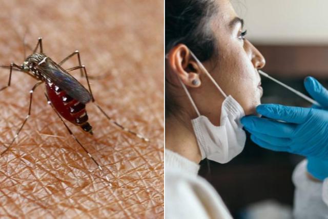 Nuevo “Coronadengue” aterroriza a la población. Acá todo lo que debes saber según los expertos