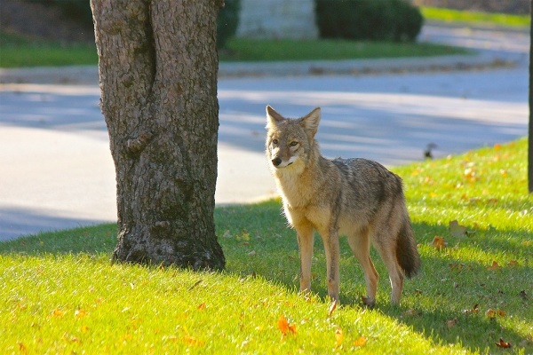 Residentes de Baldwin Park alertas ante la presencia de coyotes