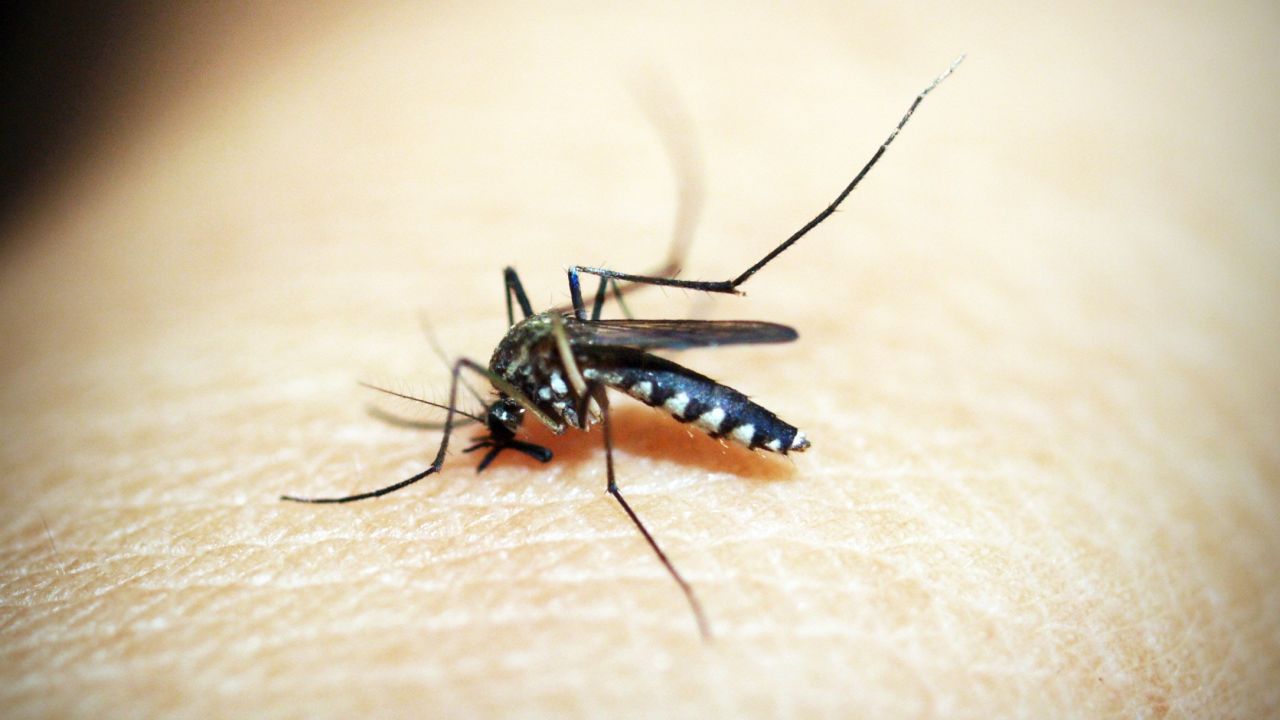 Liberan mosquitos modificados genéticamente en Miami