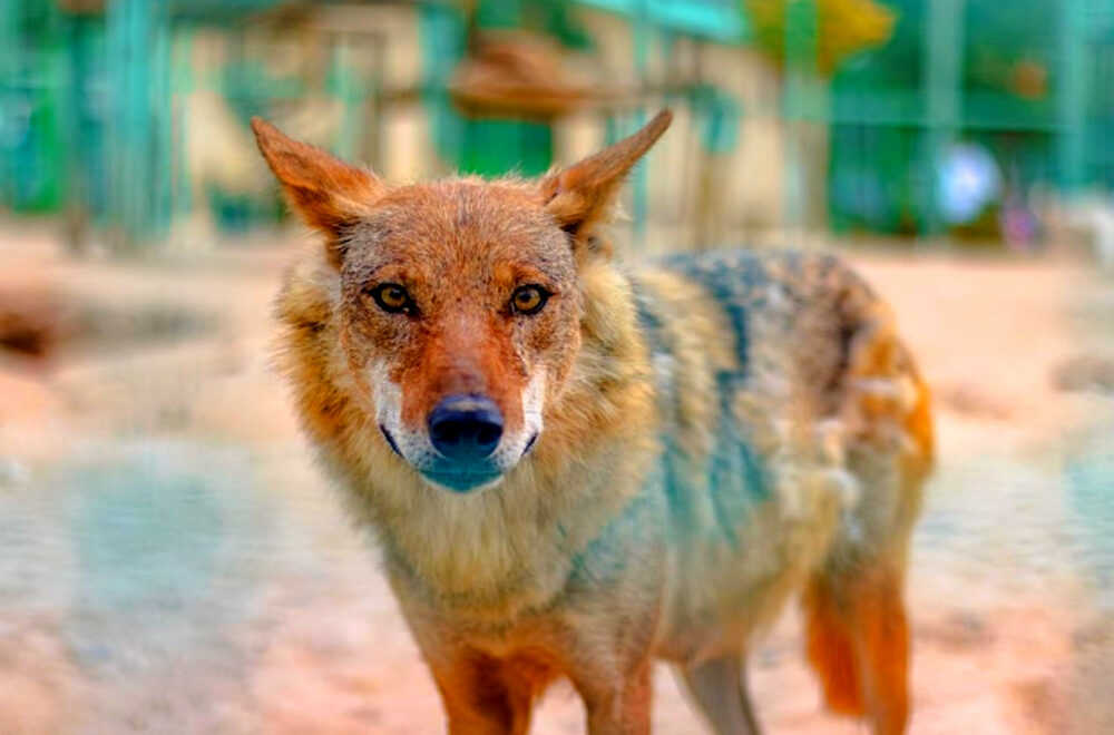 Aumentan los reportes de avistamientos de coyotes en Miami