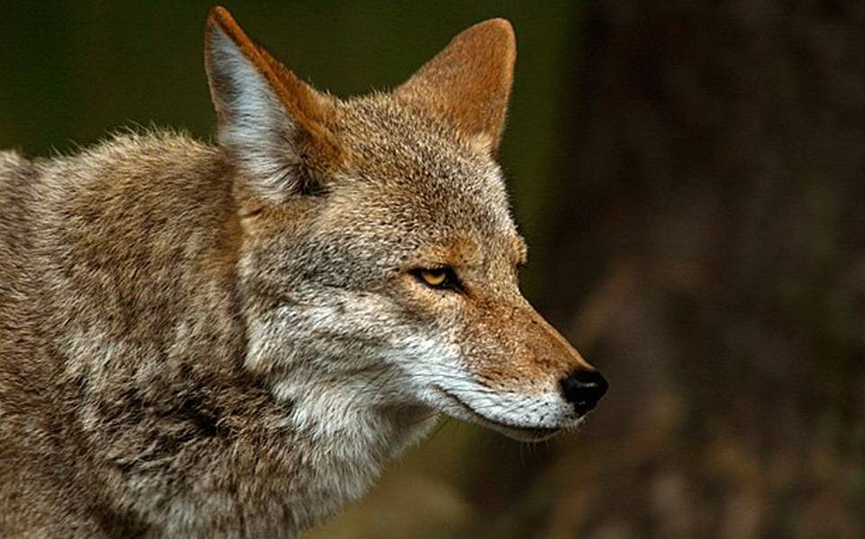Mascotas de Pembroke Pines en riesgo por coyotes que merodean en el área