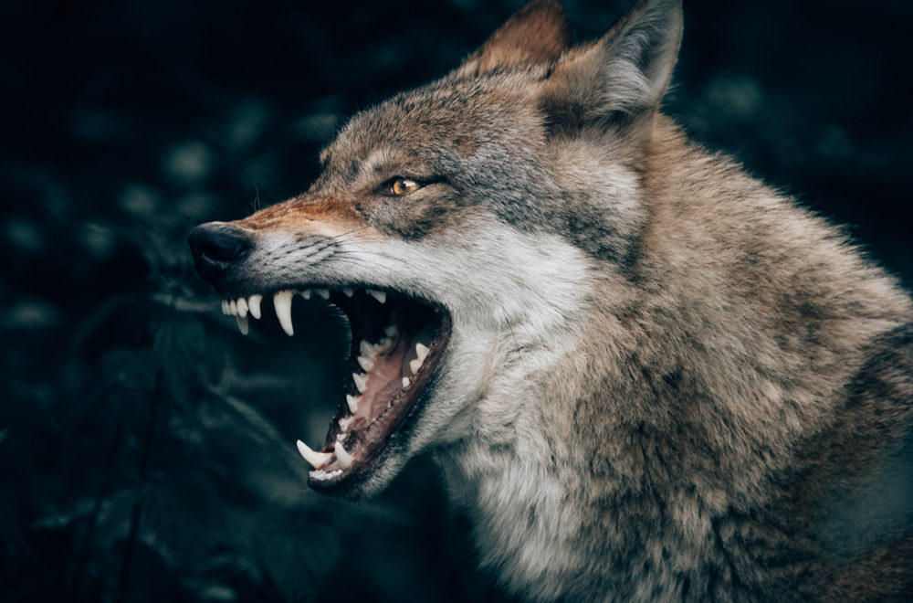 Coyotes en Florida: Cómo protegerse y garantizar la seguridad de tus mascotas
