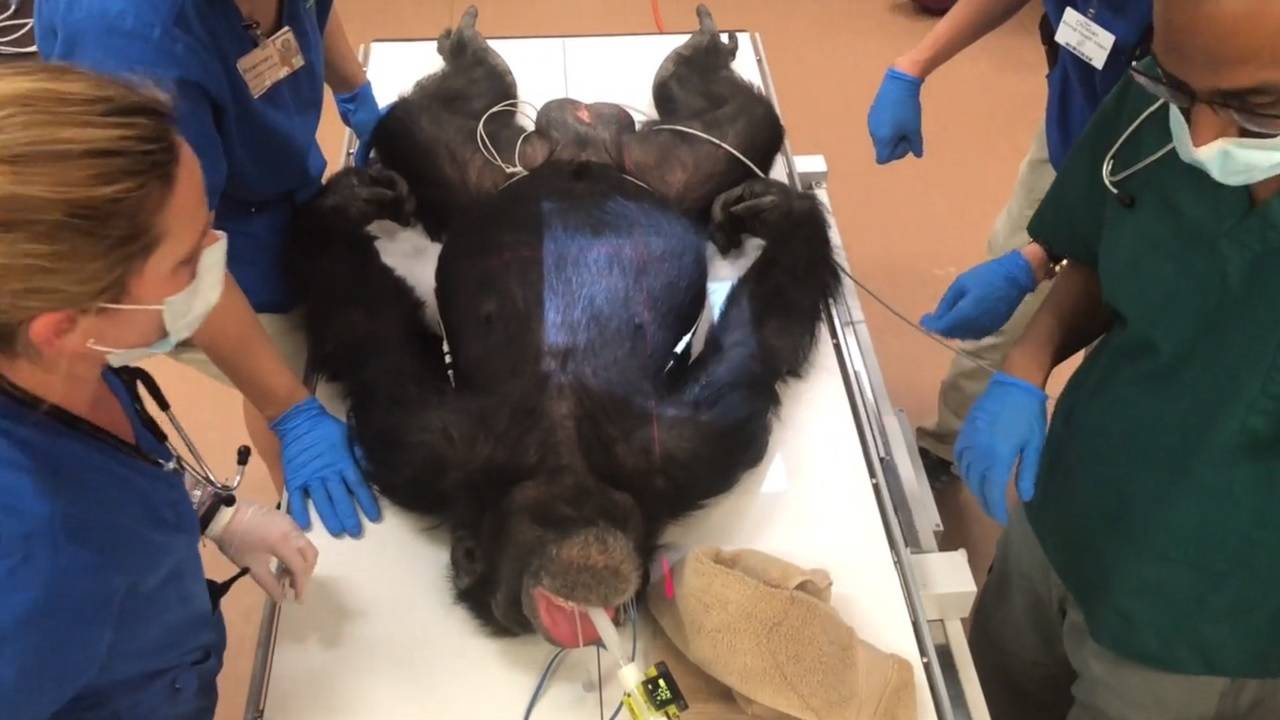 Zoológico de Miami sometió a sus chimpancés a múltiples exámenes médicos