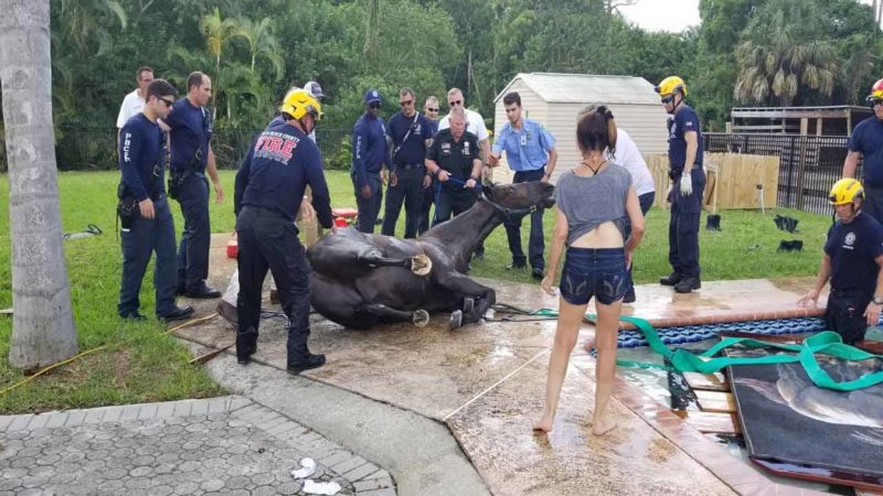 Un caballo que cayó en una piscina al sur de Florida murió horas después por obstrucción intestinal