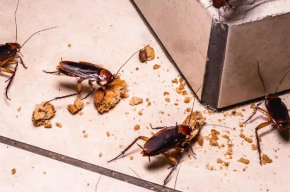 Hallan cucarachas muertas en carne de reconocido restaurante en Broward