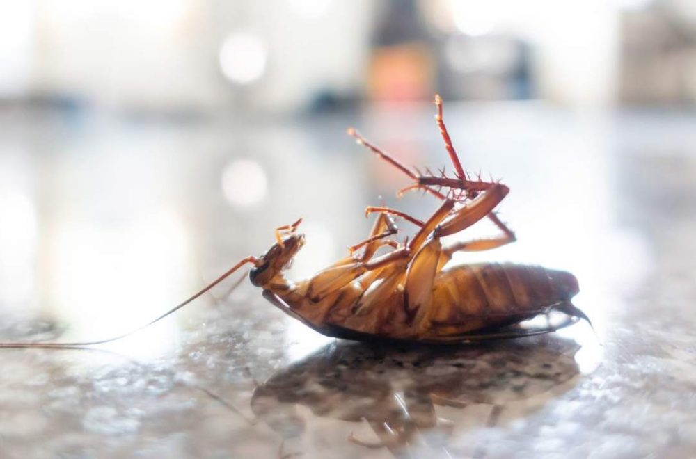 Invasión de cucarachas obligó a cerrar restaurantes en Miami-Dade y Broward