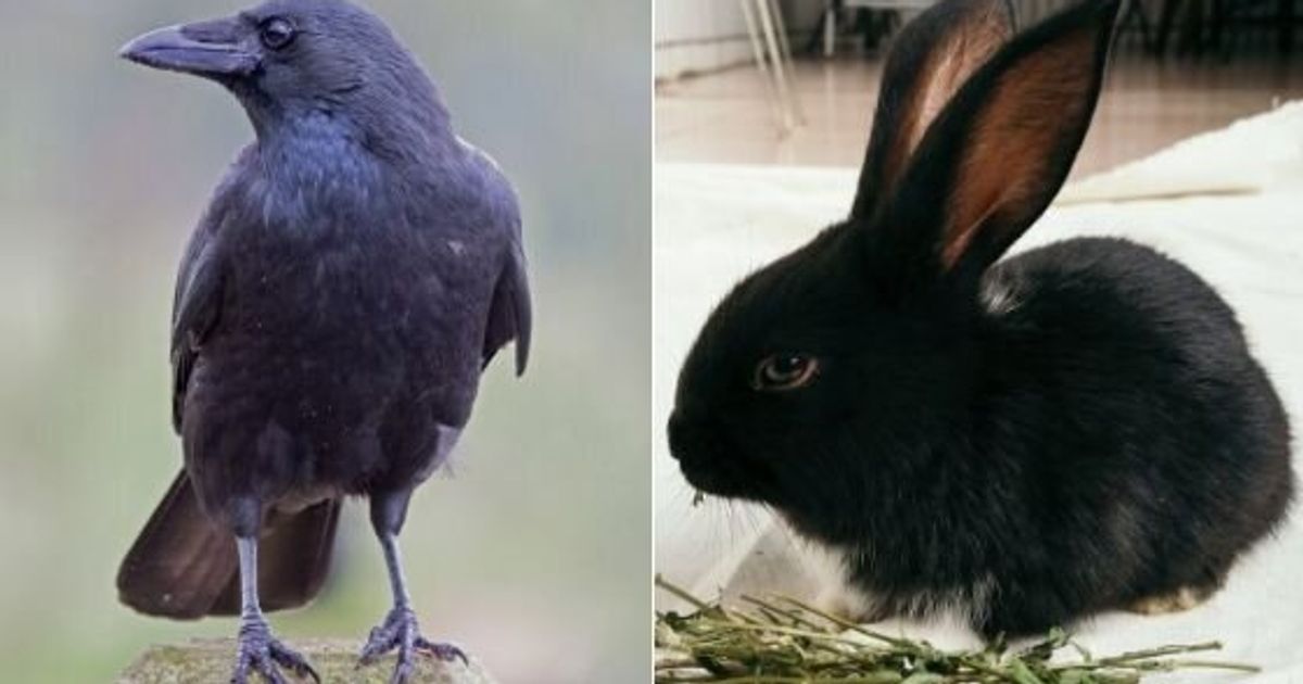 ¿Cuervo o conejo? Nuevo video viral que desconcierta las redes