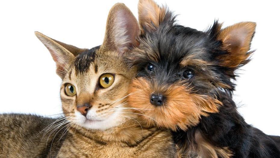 ¿Perros o gatos? Encuesta revela qué tipo de mascotas causan más felicidad