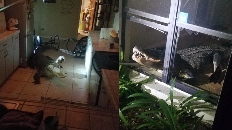 Una mujer mayor de Florida encontró “divertido” que un caimán irrumpiera en su casa