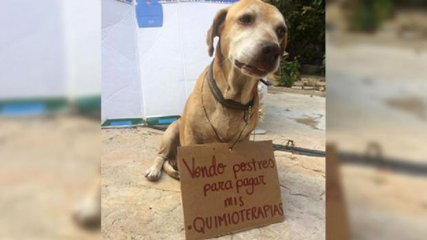 Conoce a Deko, el perro que vende postres para pagar su quimioterapia