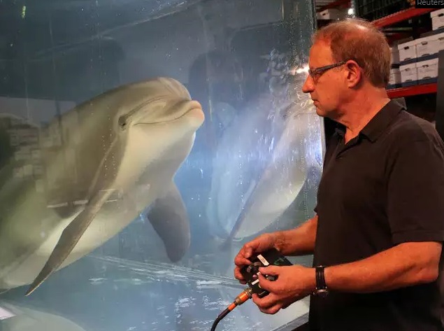 Delfines robots reemplazarán a los animales cautivos en los parques temáticos (video)