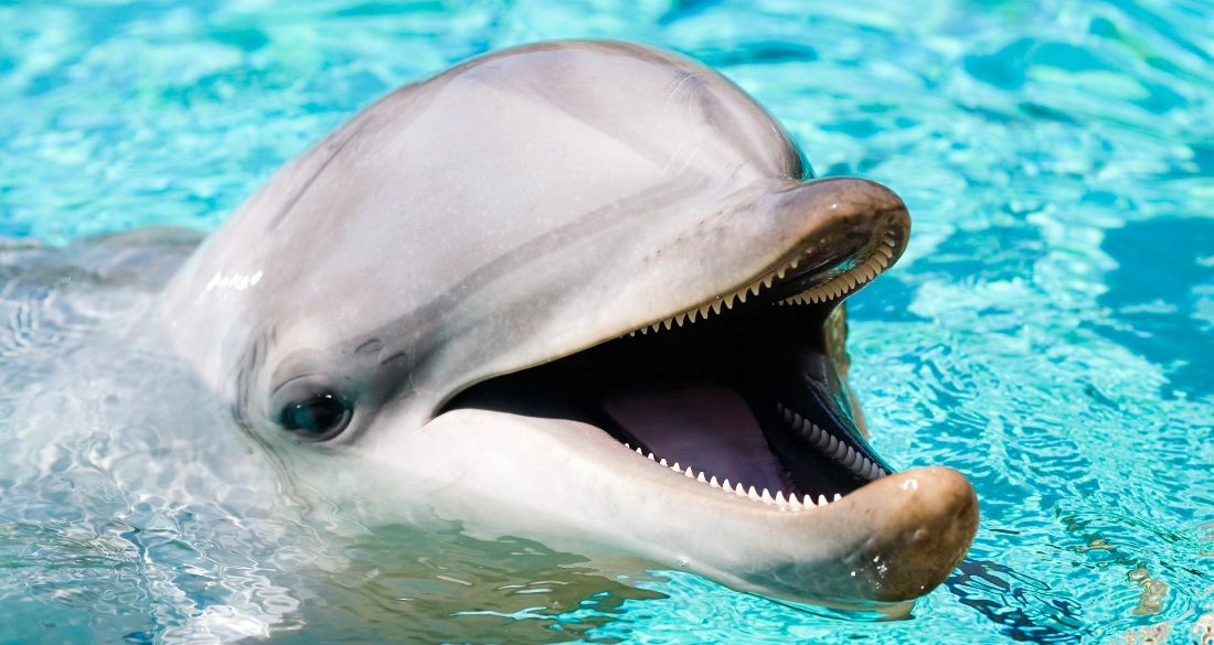 Investigan el asesinato de un delfín en una playa de Florida