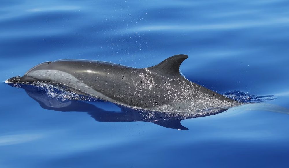 Controversia en Florida por pescador que posó con un bebé delfín muerto
