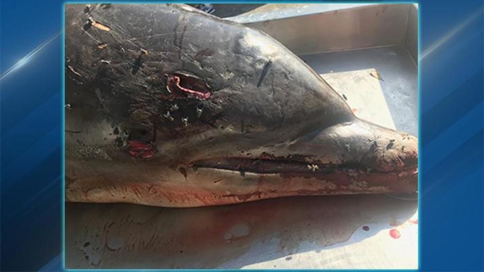 ¡Terrible hallazgo! Delfín empalado en Florida