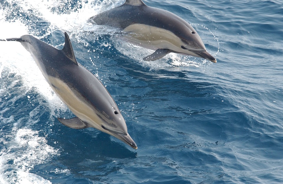 Científicos alertan que los delfines cada vez son más resistentes a los antibióticos por culpa de los humanos