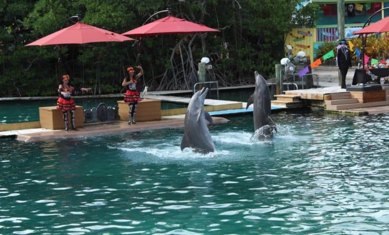 USDA denuncia mala administración del Miami Seaquarium