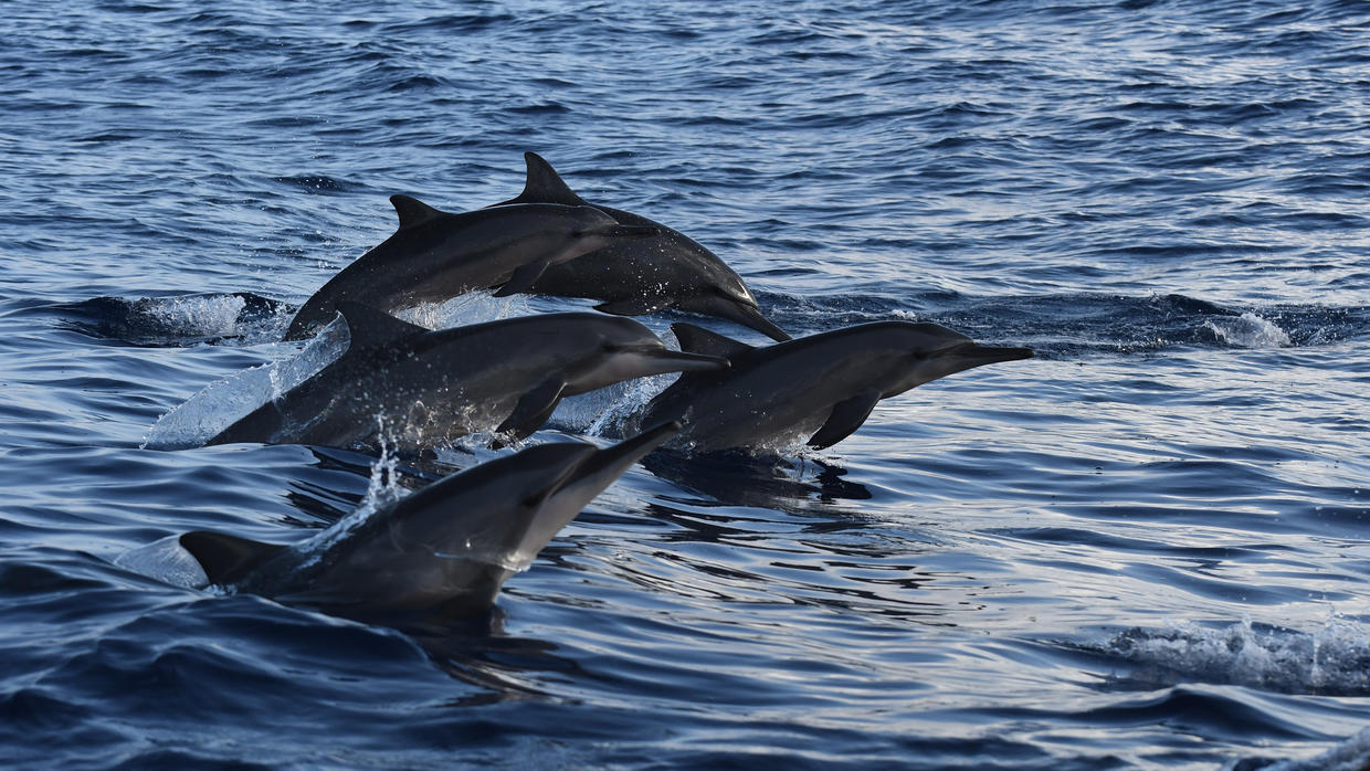 Fue prohibido nadar con delfines giradores de Hawai