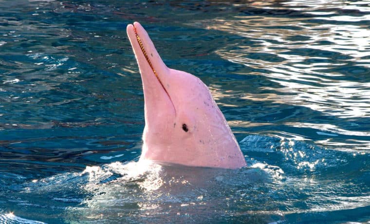 Delfines rosados, místicas criaturas en peligro de extinción