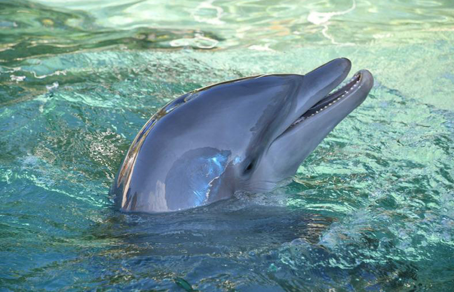 Con protesta pacífica exigen liberación de delfines del Miami Seaquarium