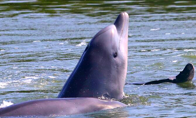 ¡Con esfuerzo extremo! Rescatan delfines que estaban varados en manglares de Florida