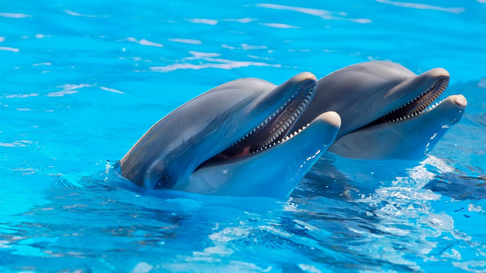 Clearwater Marine Aquarium presenta nuevo hábitat para delfines