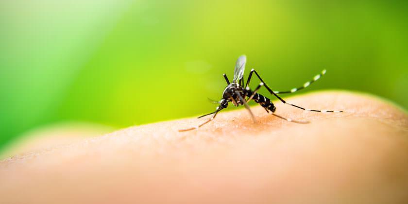 Cayos de Florida tienen 21 casos locales de dengue