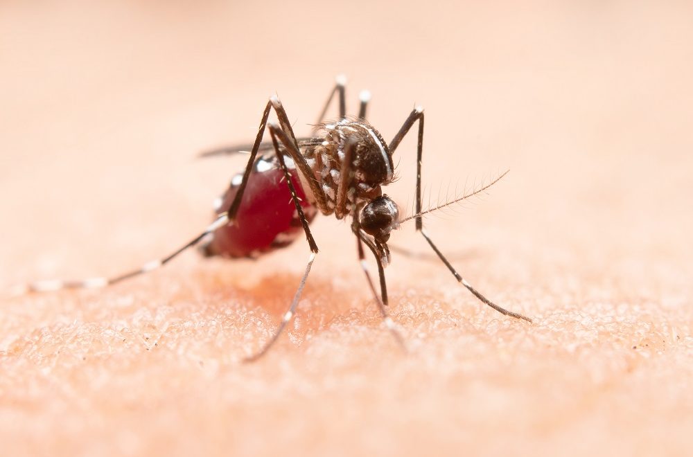 Confirman dos casos de dengue en Miami-Dade, autoridades emiten alerta