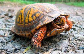 Tortugas terrestre de Florida no cumplen con los criterios de protección