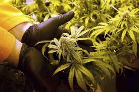 La Corte Suprema de Florida vuelve a examinar la enmienda de marihuana medicinal