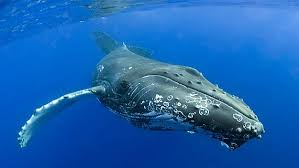La primera cría de ballena franca de la temporada fue vista en la costa de Flagler
