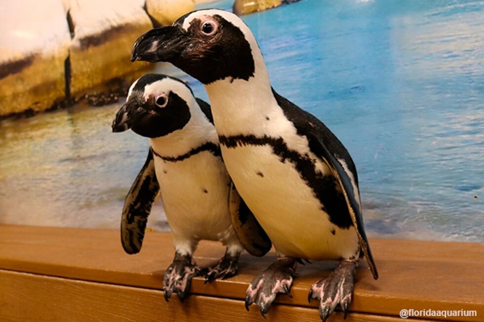 Causa de muerte de 7 pingüinos del Acuario de Florida sigue siendo desconocida