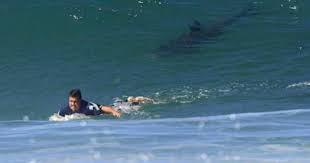 Registran nuevo ataque de tiburón en playa de Florida en menos de 24 horas
