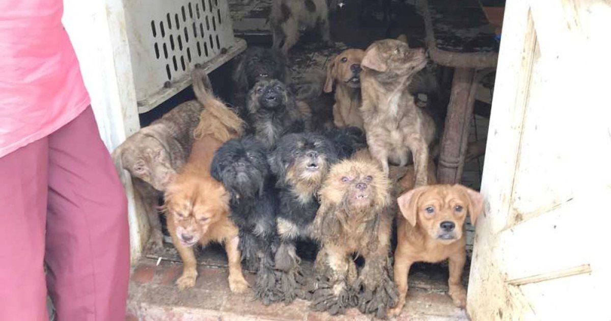 Más de 100 animales que vivían en “estado deplorable” fueron rescatados de una casa en Miami-Dade
