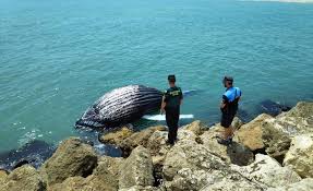 Una ballena recién nacida murió después de varar al norte de Mar-A-Lago