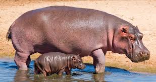 Hipopótamo pigmeo del zoo de Miami fue sometido a exámenes por problemas de salud crónicos