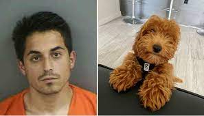 Un hombre en Florida golpeó a su perro cachorro hasta asesinarlo