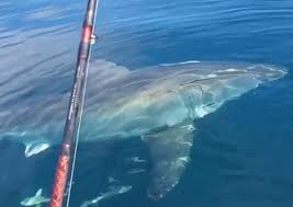 Investigan a pescador de Florida que disparó a un tiburón