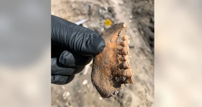 ¡Espeluznante! Florida investiga presuntos huesos humanos desenterrados en una obra de construcción