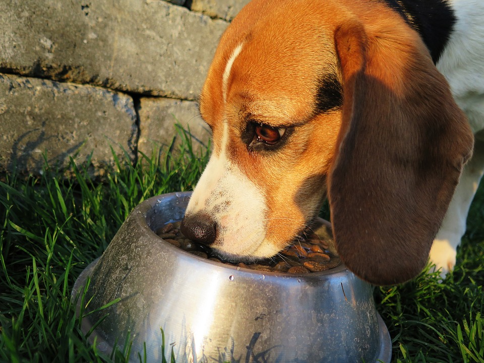 Estudio advierte que 16 marcas de alimentos para perros están asociadas a la enfermedad cardíaca canina