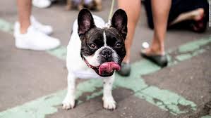El Bulldog Francés se ubica como la raza canina más popular de Miami