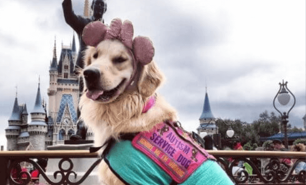 Una perra de asistencia se volvió viral por su trabajo en Disney World (fotos)
