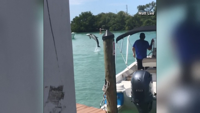 Delfín de Florida realizó acto de felicidad frente a turistas