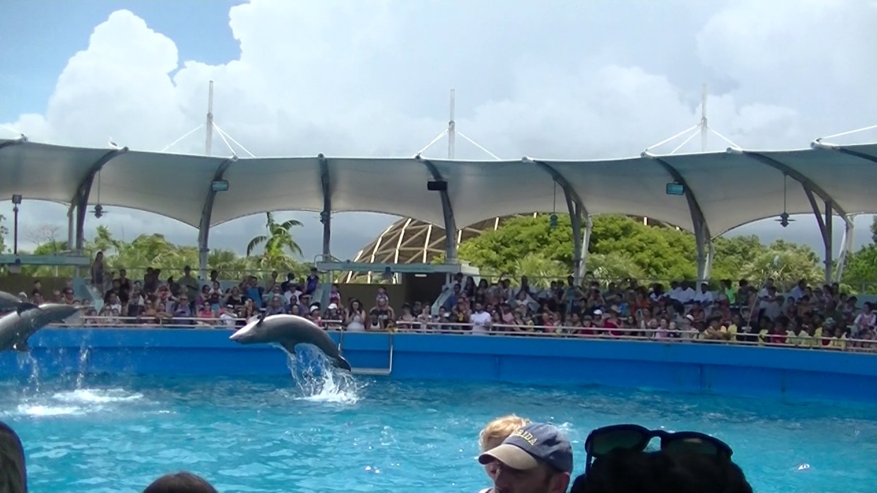 Versión del Miami Seaquarium sobre el ataque del delfín a entrenador