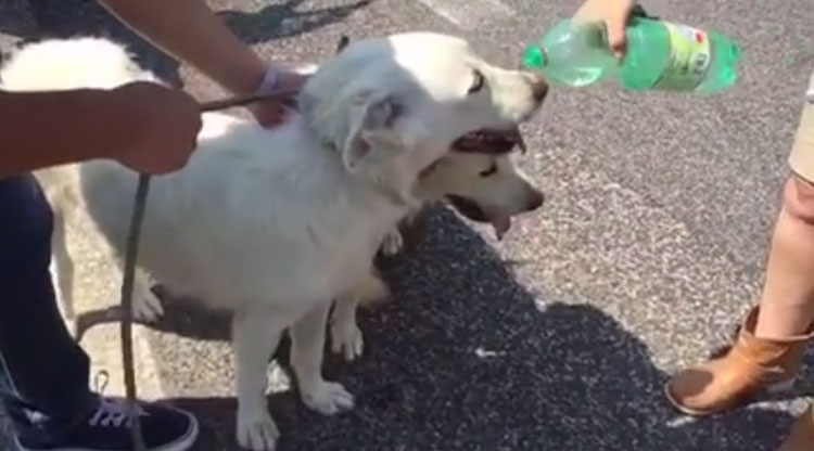 Dos perros mantienen con vida a una pareja de niños que vagaba por la I-10 de Florida
