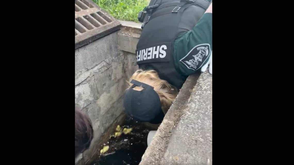 Increíble rescate de una perra en alcantarilla de Fort Lauderdale