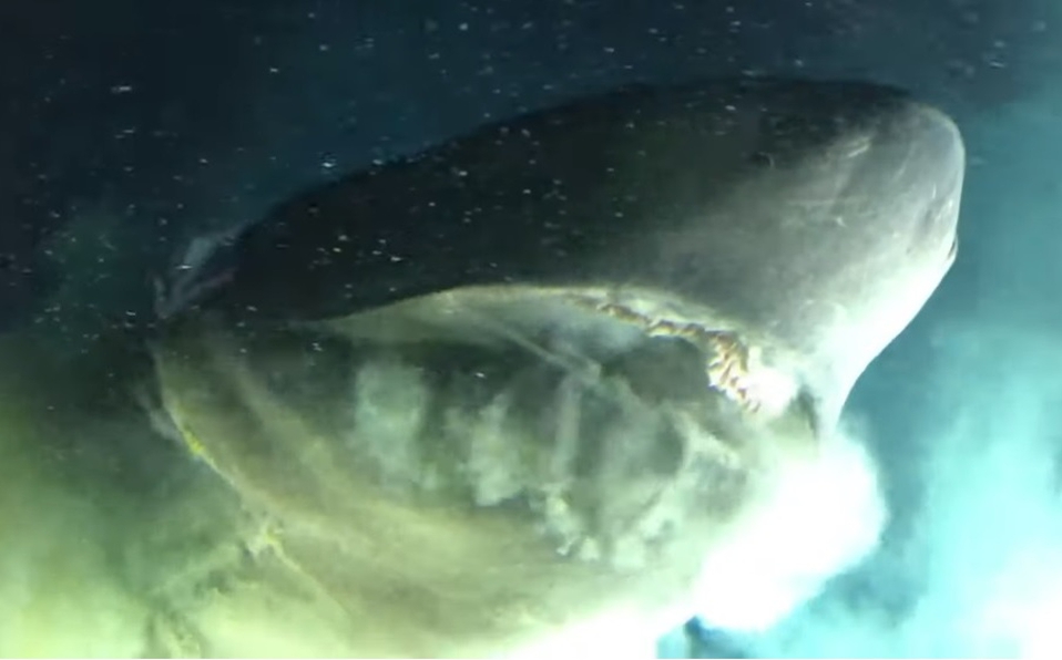 Especie de tiburón más antigua que los dinosaurios es grabada nadando en el Golfo de México (ViDEO)
