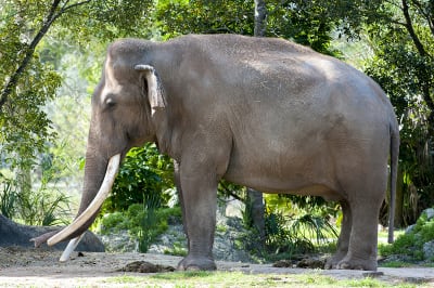 Zoológico de Miami sacrificó al icónico elefante Dalip por problemas de salud