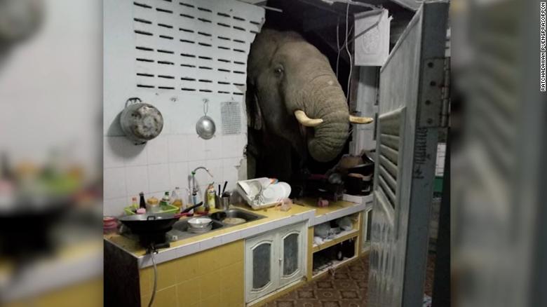 VÍDEO: Una mujer “encontró” a un elefante en su cocina